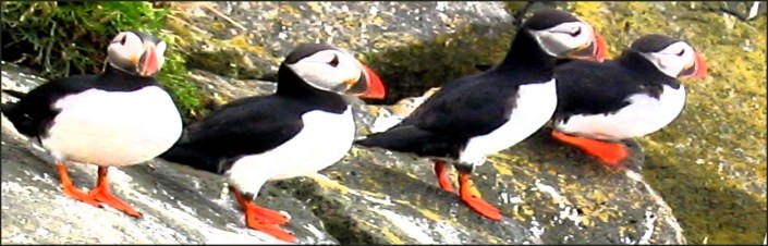 Icelandic puffins